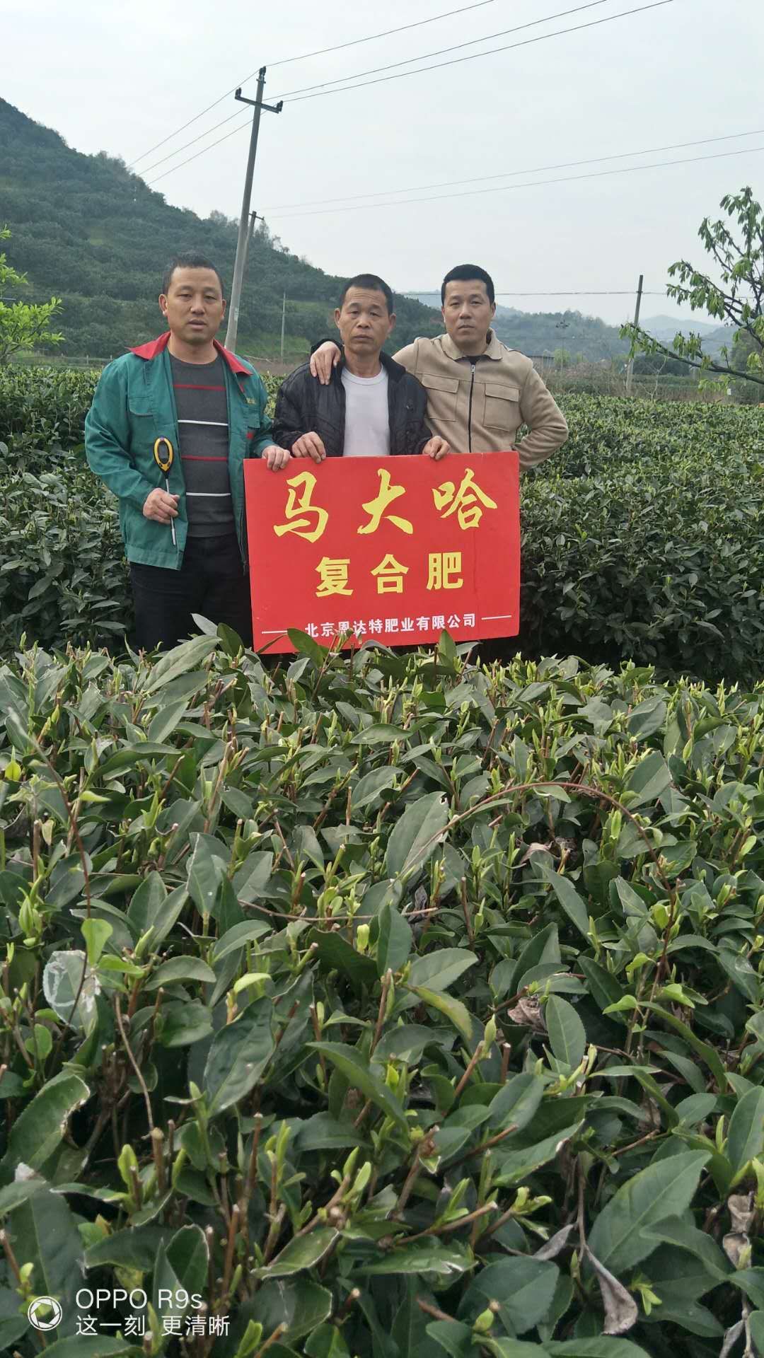 马大哈高塔复合肥茶叶专用肥效果展示