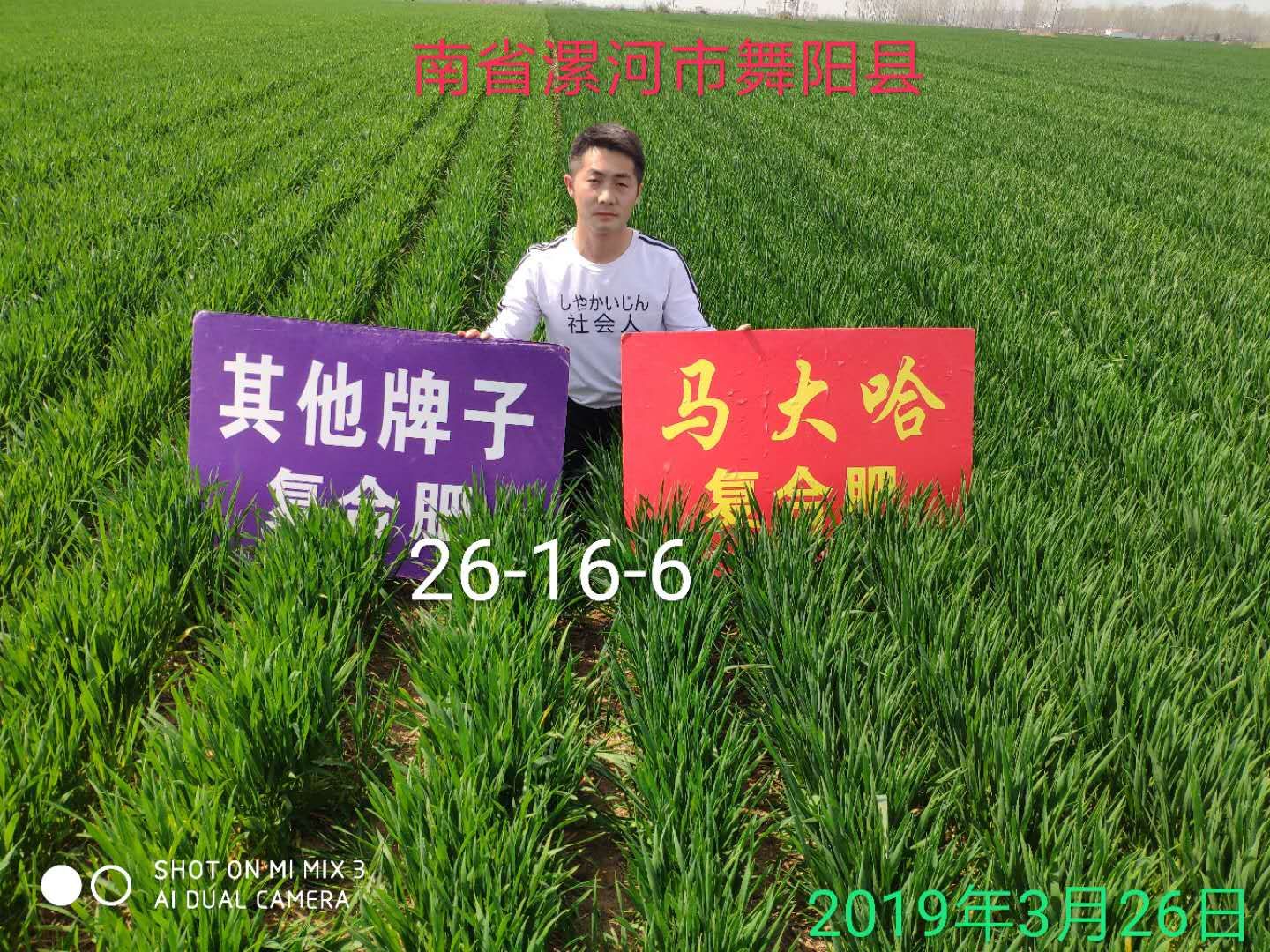 马大哈高塔复合肥小麦专用肥效果展示